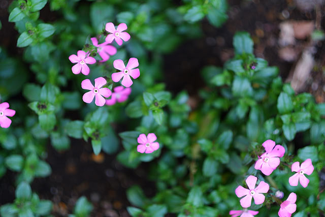 XF56mm F1.2 RTvV