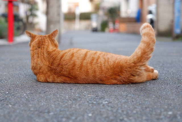 XF56mm F1.2 RTvP