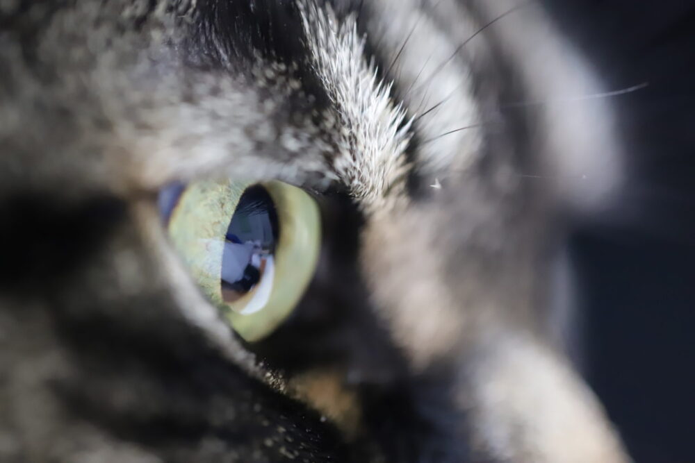 マクロレンズの力で日常にアートな世界を見出す｜APEX Insight