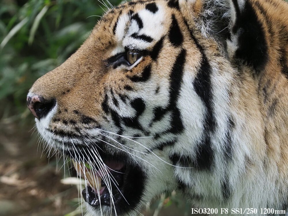 テレコンバーター MC-20とM.ZUIKO DIGITAL ED 300mm F4.0 IS PROで