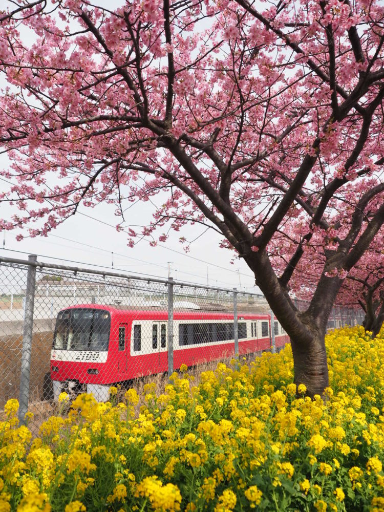 オリンパス OM-D E-M1片手に三浦海岸桜祭りへ行ってきました｜カメラ