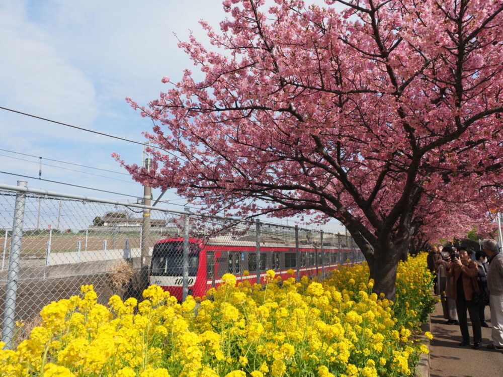 オリンパス OM-D E-M1片手に三浦海岸桜祭りへ行ってきました｜カメラ