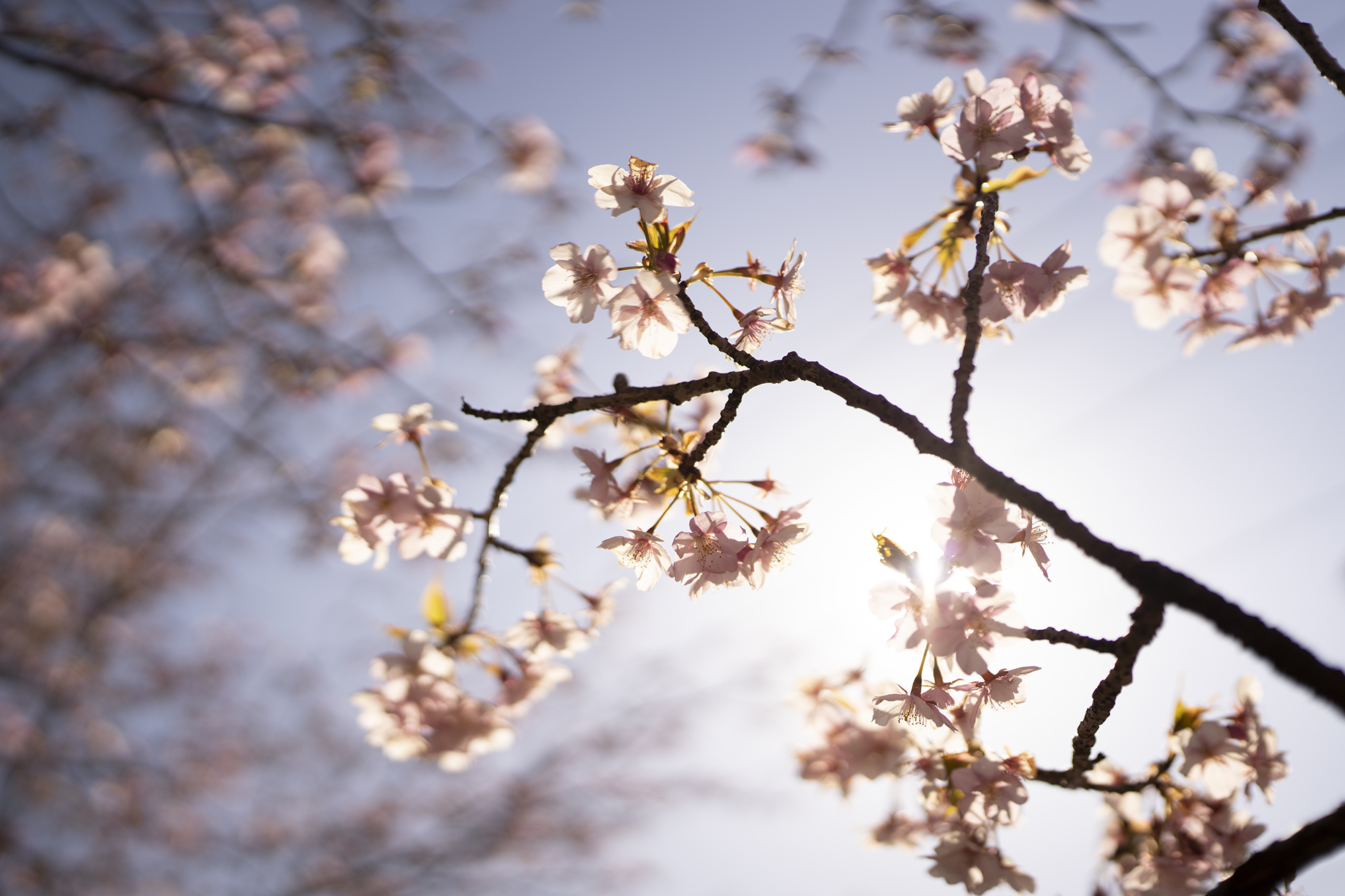 花は逆光から撮るとエモくなる【一眼カメラ撮影Tips】｜APEX Insight