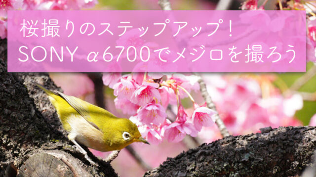 ���B��̃X�e�b�v�A�b�v�I SONY ��6700�Ń��W�����B�낤