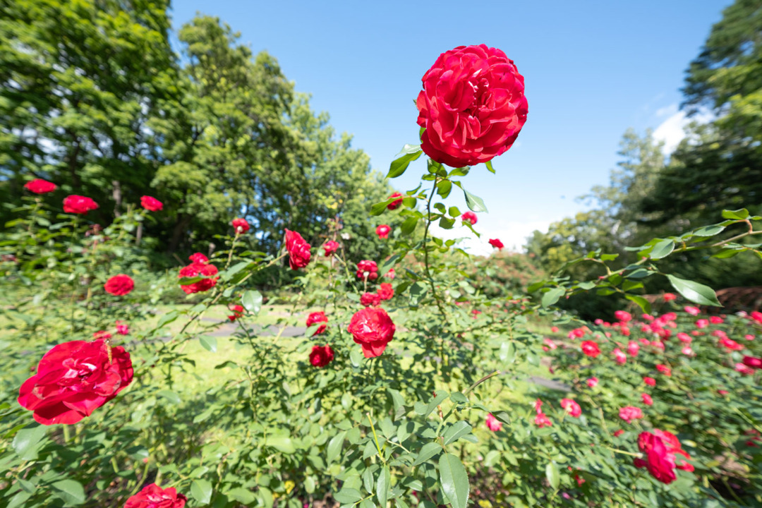 XF8mmF3.5 R WRで撮影した作例 花・パース