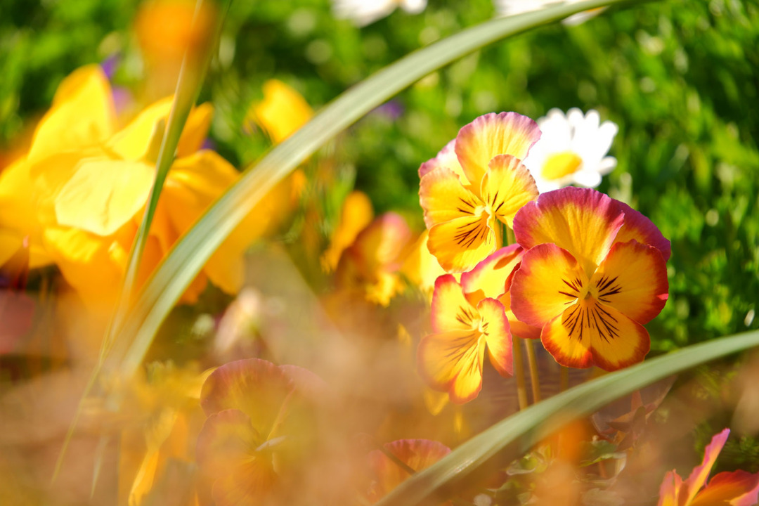 18-300mm F/3.5-6.3 Di III-A VC VXDで撮影した作例　花・前ボケ