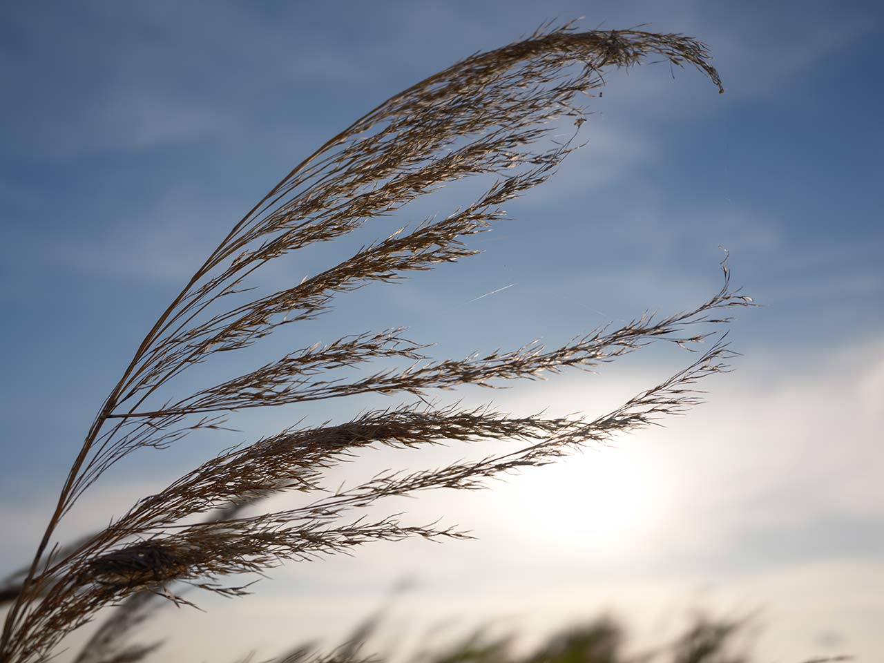 F4 �@SS1/2000�@ISO100�@NOSTALGIC Neg.�@4:3